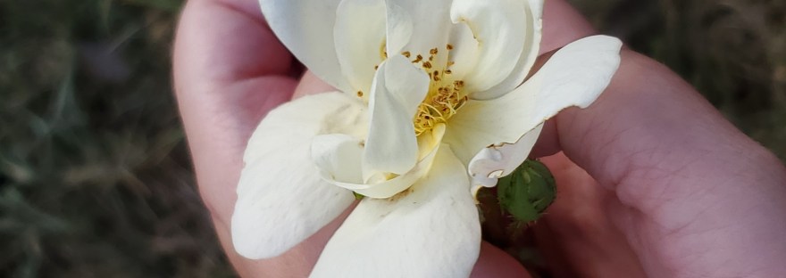 A pair of hands hold a pale yellow rose.