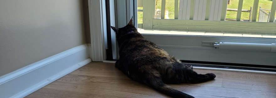 A tortoiseshell cat lies on a wood floor, looking out through the glass of a storm door.