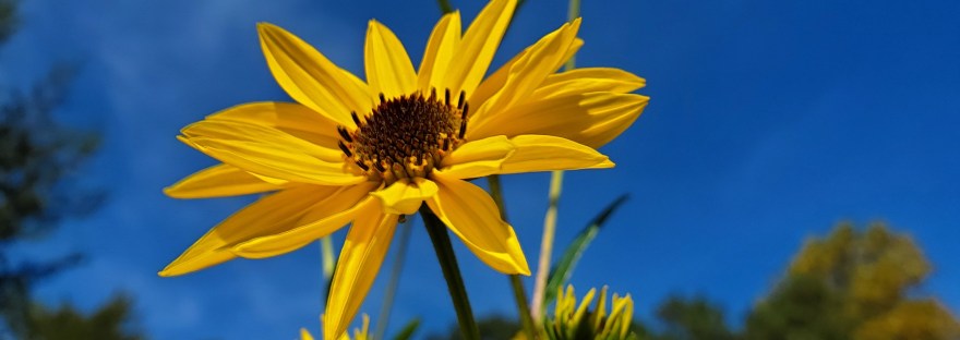 Bright yellow sunflowers on tall stalks turn their faces upward toward a cloudless, deep blue sky.