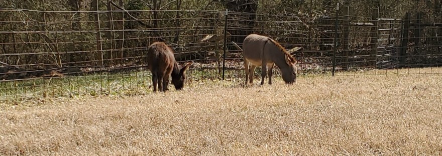 A brown donkey and a gray donkey graze near each other in a grassy field. In the background is a wire mesh fence, beyond which are woods.