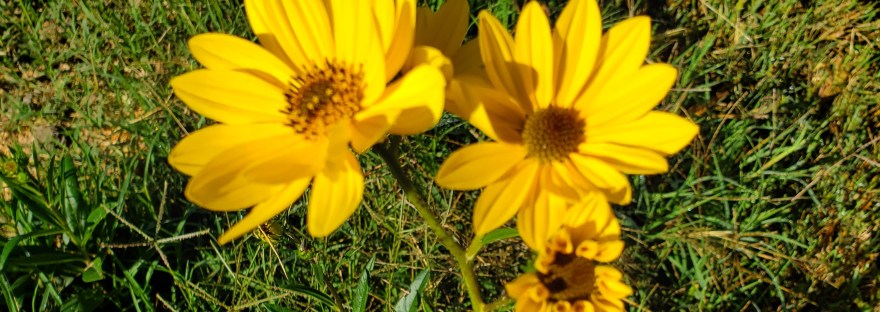 Four sunflowers of varying sizes open in the golden sunlight. The two nearest appear to be inches from the camera. The bright yellow flowers stand out against the green plants of the surrounding field.