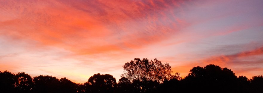 A brilliant sunrise fills the sky over the dark treetops of a forest. Clouds ranging from gold to orange to dark pink and purple spread across a pale blue sky. The horizon where the sun is about to come up is almost white.