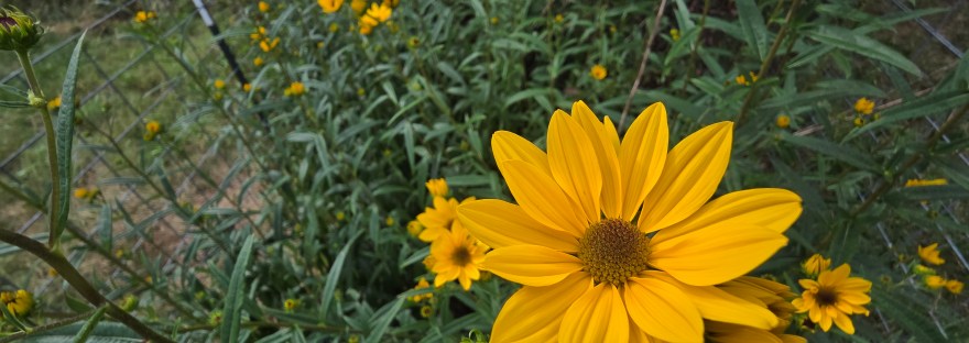 A bright golden sunflower stands out against a mass of green foliage. More sunflowers, some only partly opened, dot the plants behind the focal flower.